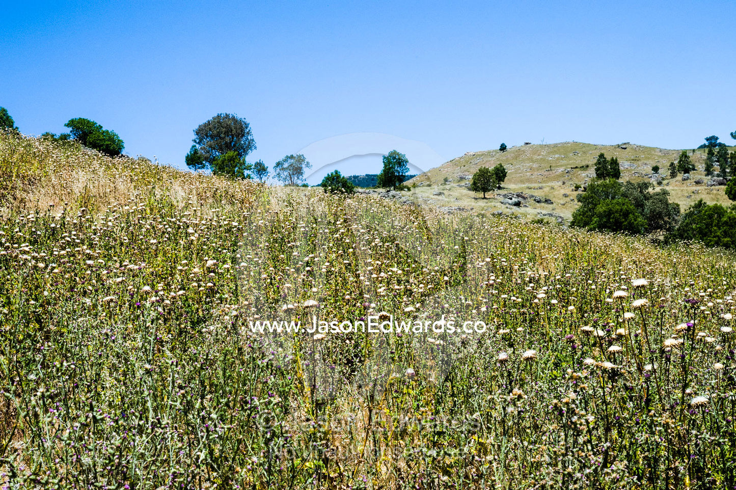 Scotch Thistle in a farm paddock is an introduced weed pest. Euroa, Strathbogie, Victoria, Australia.