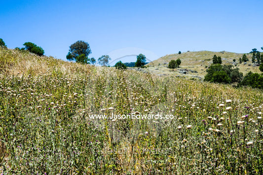 Scotch Thistle in a farm paddock is an introduced weed pest. Euroa, Strathbogie, Victoria, Australia.