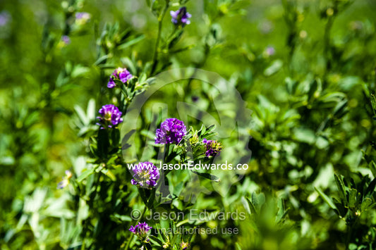 A field of flowering lucerne hay in a farm paddock. Euroa, Strathbogie, Victoria, Australia.