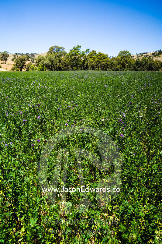 Euroa, Strathbogie, Victoria, Australia