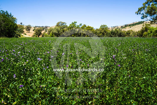 A field of flowering lucerne hay in a farm paddock. Euroa, Strathbogie, Victoria, Australia.