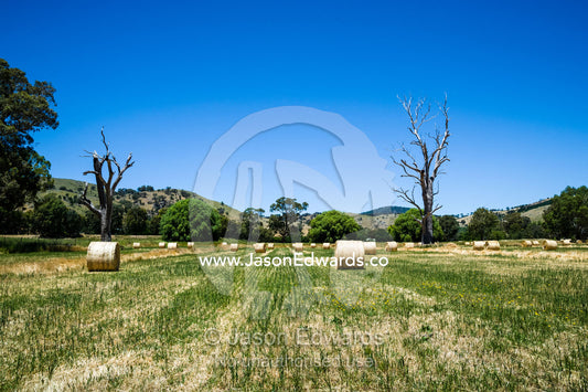 Bails of oaten hay rolled in a farm paddock. Euroa, Strathbogie, Victoria, Australia.