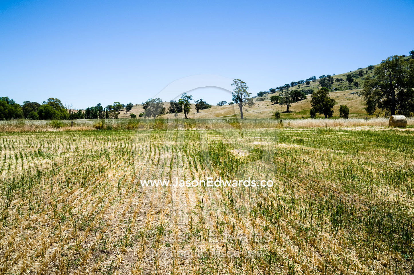 A farm paddock after oaten hay has been harvested. Euroa, Strathbogie, Victoria, Australia.