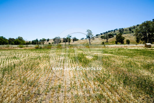A farm paddock after oaten hay has been harvested. Euroa, Strathbogie, Victoria, Australia.