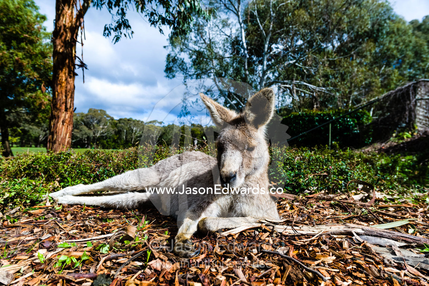 An Eastern Grey Kangaroo resting in the sun on a winter's day. Hanging Rock Recreation Reserve, Woodend, Victoria, Australia.