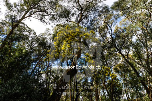 Yellow blossoms in the canopy of a Silver Wattle, Acacia dealbata, flowering in the forest. Hanging Rock Recreation Reserve, Woodend, Victoria, Australia.