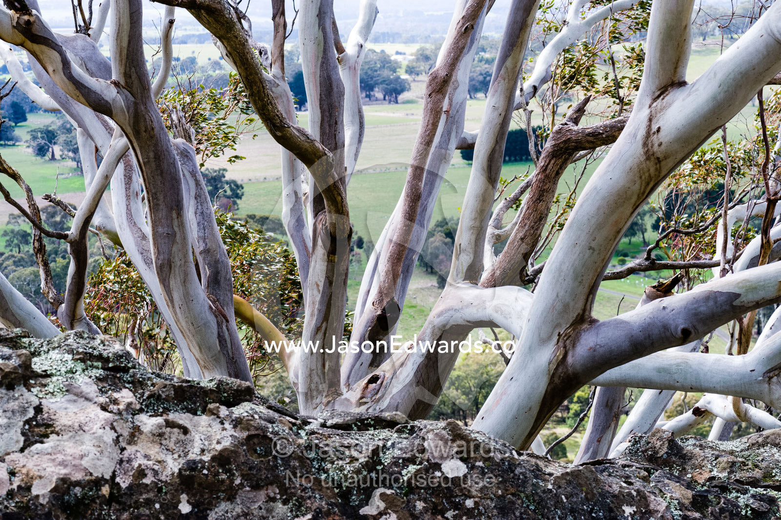 The smooth polished trunks of a Snow Gum, Eucalyptus pauciflora, on a mountaintop. Hanging Rock Recreation Reserve, Woodend, Victoria, Australia.