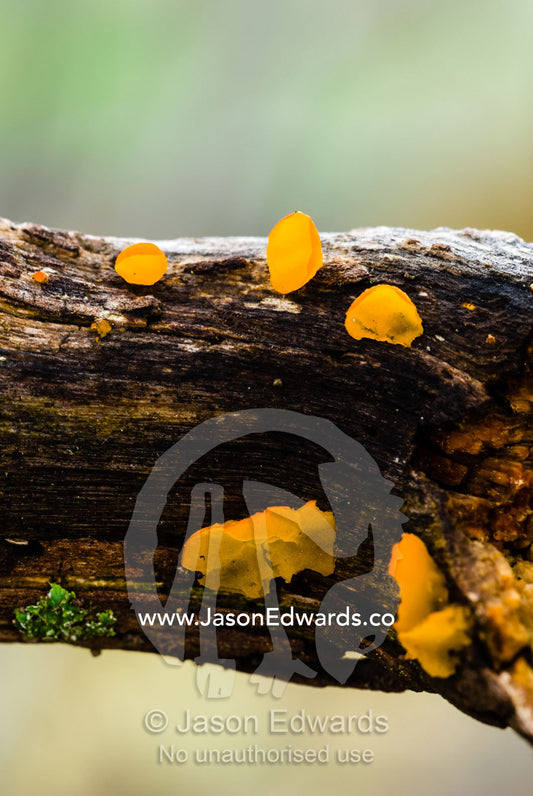Bright orange jelly fungi grows on a moist tree stump. Hanging Rock Recreation Reserve, Woodend, Victoria, Australia.