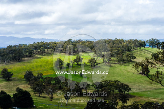 Eucalyptus trees scattered across fertile rolling farmland. Hanging Rock Recreation Reserve, Woodend, Victoria, Australia.