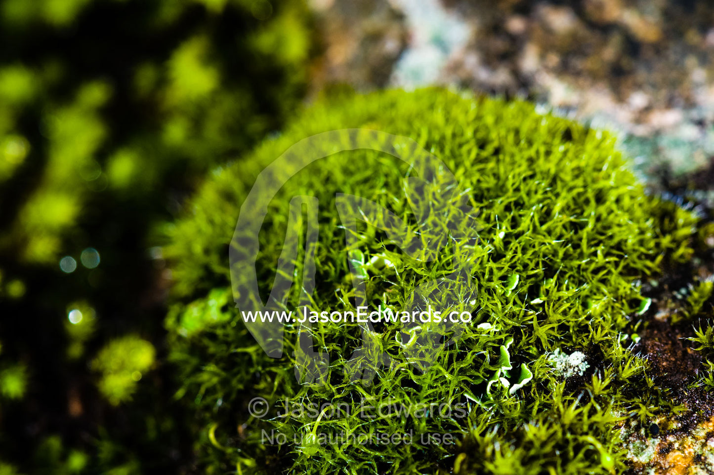A moss and bryophyte colony growing on the surface of a rock pillar made of solvsbergite. Hanging Rock Recreation Reserve, Woodend, Victoria, Australia.