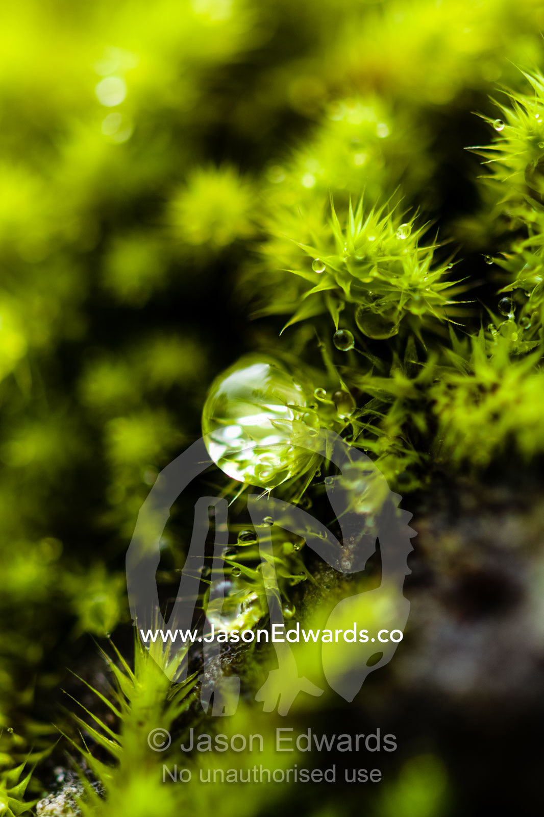 A dew drop hanging from the tip of a moss colony carpeting a boulder. Hanging Rock Recreation Reserve, Woodend, Victoria, Australia.