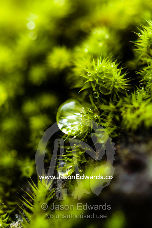 A dew drop hanging from the tip of a moss colony carpeting a boulder. Hanging Rock Recreation Reserve, Woodend, Victoria, Australia.