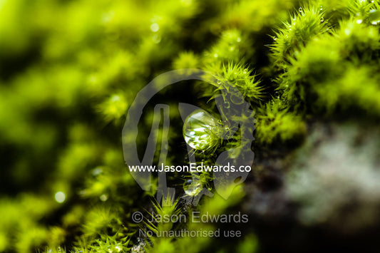 A dew drop hanging from the tip of a moss colony carpeting a boulder. Hanging Rock Recreation Reserve, Woodend, Victoria, Australia.