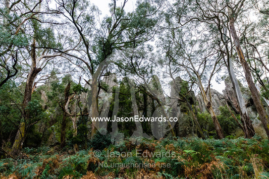 A woodland forest of eucalypt nestled among rock pillars of solvsbergite. Hanging Rock Recreation Reserve, Woodend, Victoria, Australia.