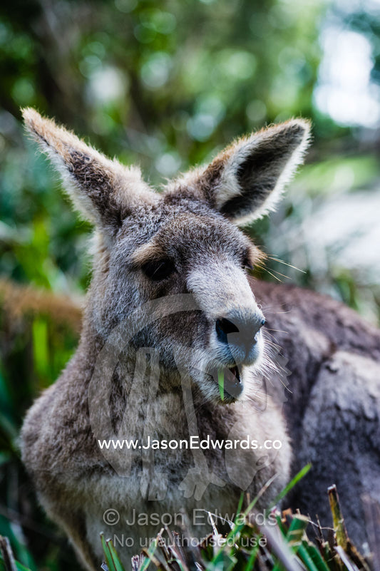 An Eastern Grey Kangaroo feeding and chewing on grasses on a winters day. Hanging Rock Recreation Reserve, Woodend, Victoria, Australia.