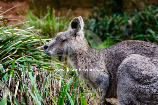 An Eastern Grey Kangaroo feeding and chewing on grasses on a winters day. Hanging Rock Recreation Reserve, Woodend, Victoria, Australia.