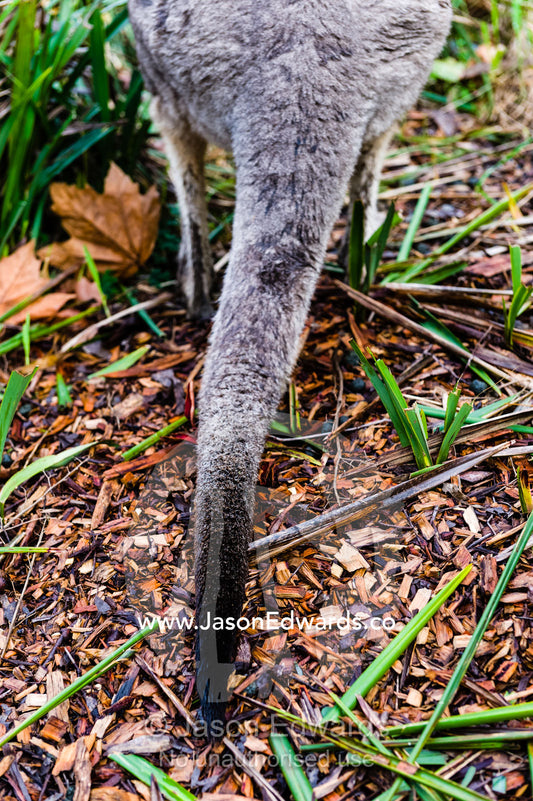 The fury tail of an Eastern Grey Kangaroo provides balance and support when it is hopping and standing. Hanging Rock Recreation Reserve, Woodend, Victoria, Australia.