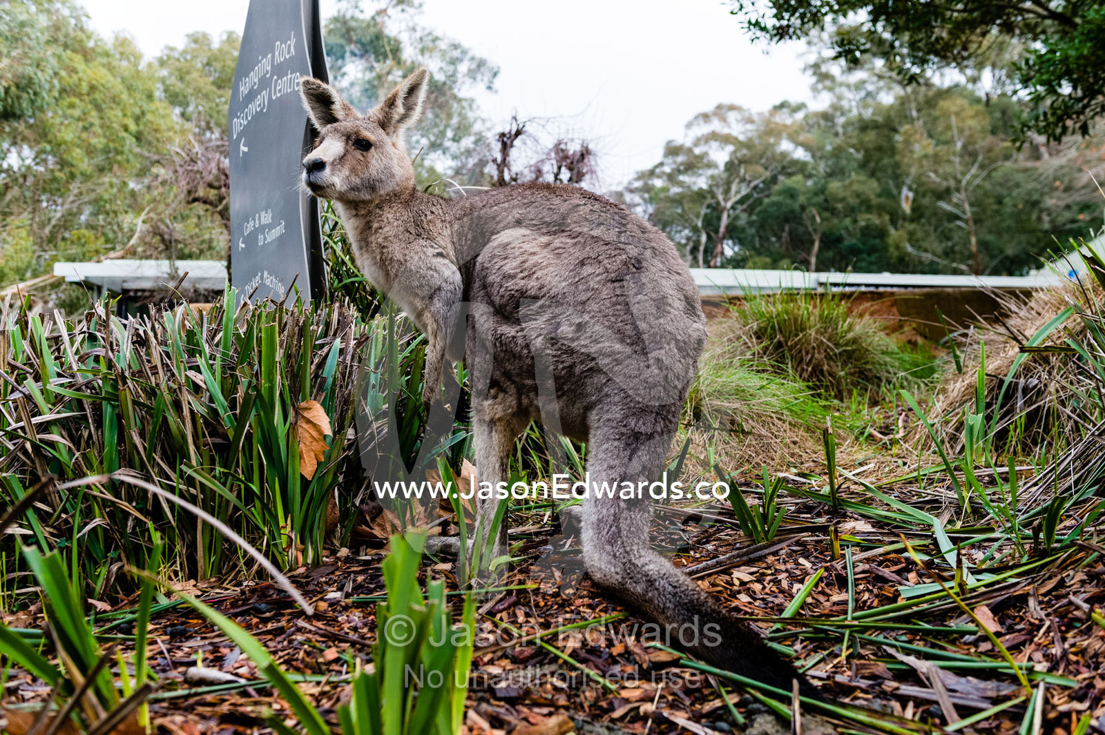 An Eastern Grey Kangaroo standing in a native garden at a recreation reserve cafe. Hanging Rock Recreation Reserve, Woodend, Victoria, Australia.