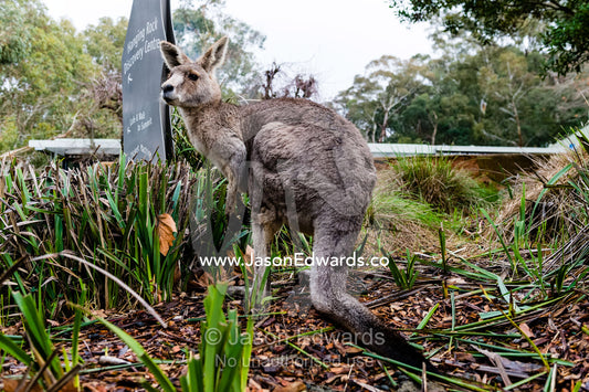 An Eastern Grey Kangaroo standing in a native garden at a recreation reserve cafe. Hanging Rock Recreation Reserve, Woodend, Victoria, Australia.