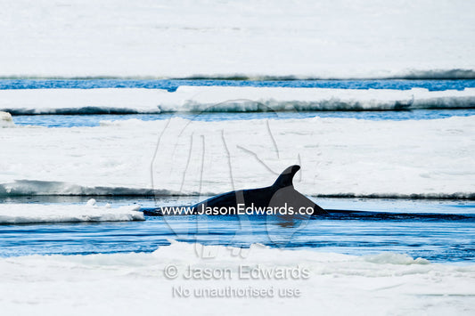 The dorsal fin of a Minke Whale swimming in a hole in the sea ice. Haskell Strait, McMurdo Sound, Ross Sea, Ross Island, Antarctica