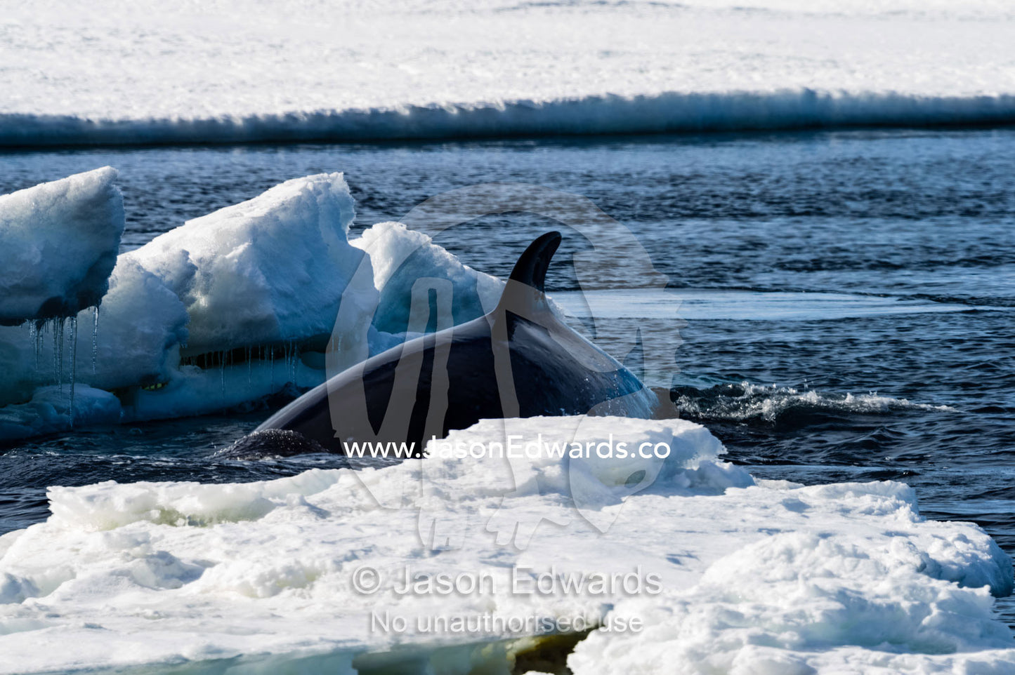 The dorsal fin of a Minke Whale swimming in a hole in the sea ice. Haskell Strait, McMurdo Sound, Ross Sea, Ross Island, Antarctica