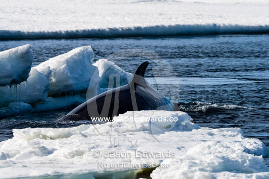 The dorsal fin of a Minke Whale swimming in a hole in the sea ice. Haskell Strait, McMurdo Sound, Ross Sea, Ross Island, Antarctica