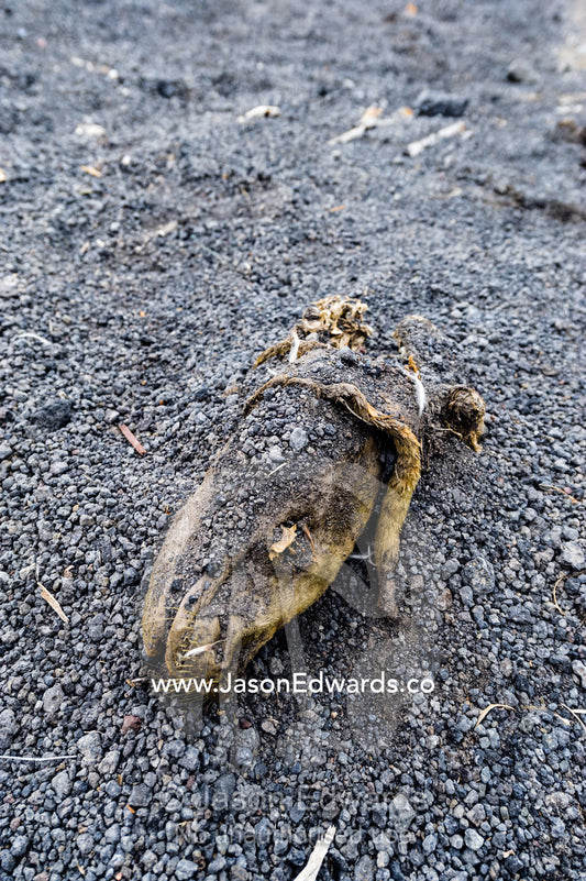 A mummified seal head on the beach near Scott's Hut. Scott's Hut, Cape Evans, Ross Island, Antarctica.