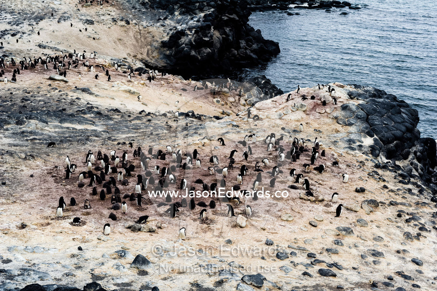 The southern-most Adelie Penguin colony on earth on a cliff above the ocean. Shackleton's Hut, Cape Royds, Ross Island, Antarctica.
