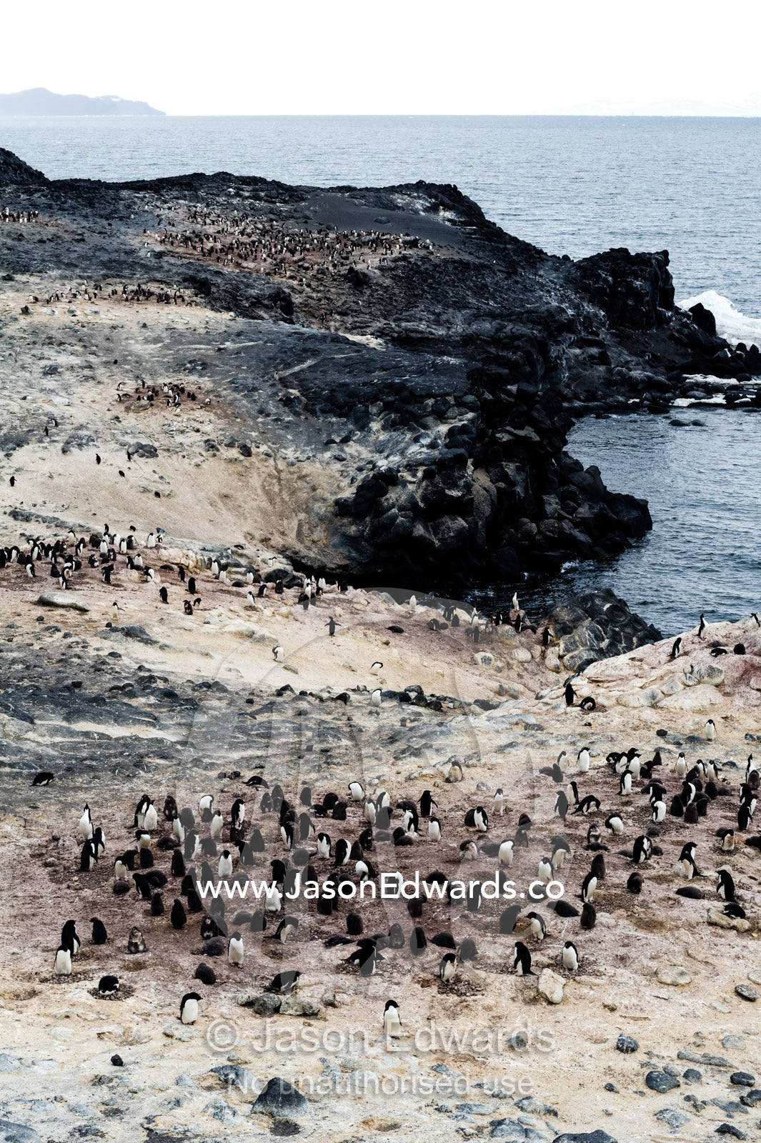 The southern-most Adelie Penguin colony on earth on a cliff above the ocean. Shackleton's Hut, Cape Royds, Ross Island, Antarctica.