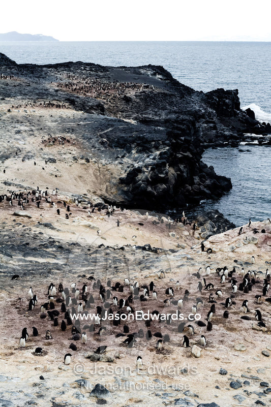 The southern-most Adelie Penguin colony on earth on a cliff above the ocean. Shackleton's Hut, Cape Royds, Ross Island, Antarctica.