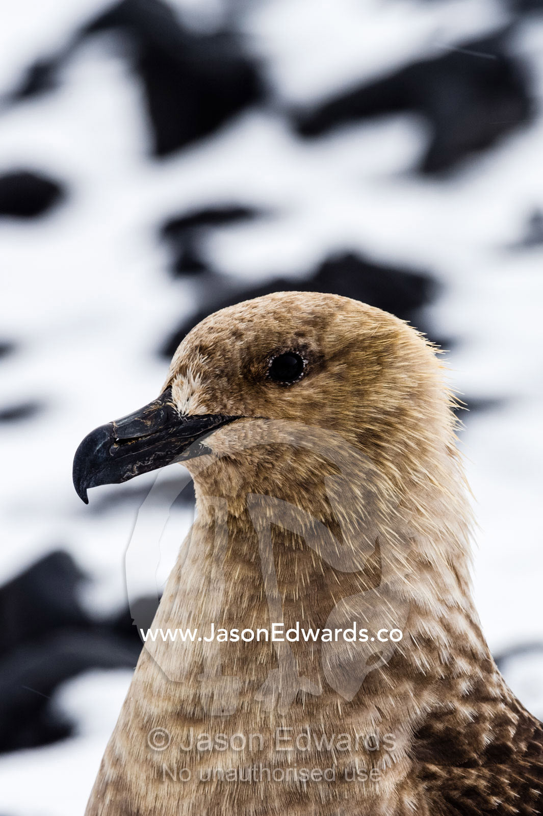 The powerful hooked beak of a South Polar Skua. Caughley Beach, Cape Bird, Ross Island, Antarctica.