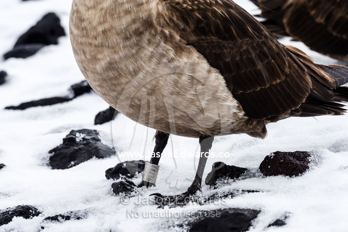 A research band on the leg of a South Polar Skua. Caughley Beach, Cape Bird, Ross Island, Antarctica.