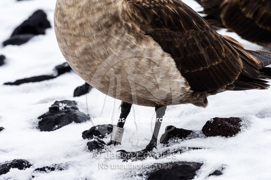 A research band on the leg of a South Polar Skua. Caughley Beach, Cape Bird, Ross Island, Antarctica.