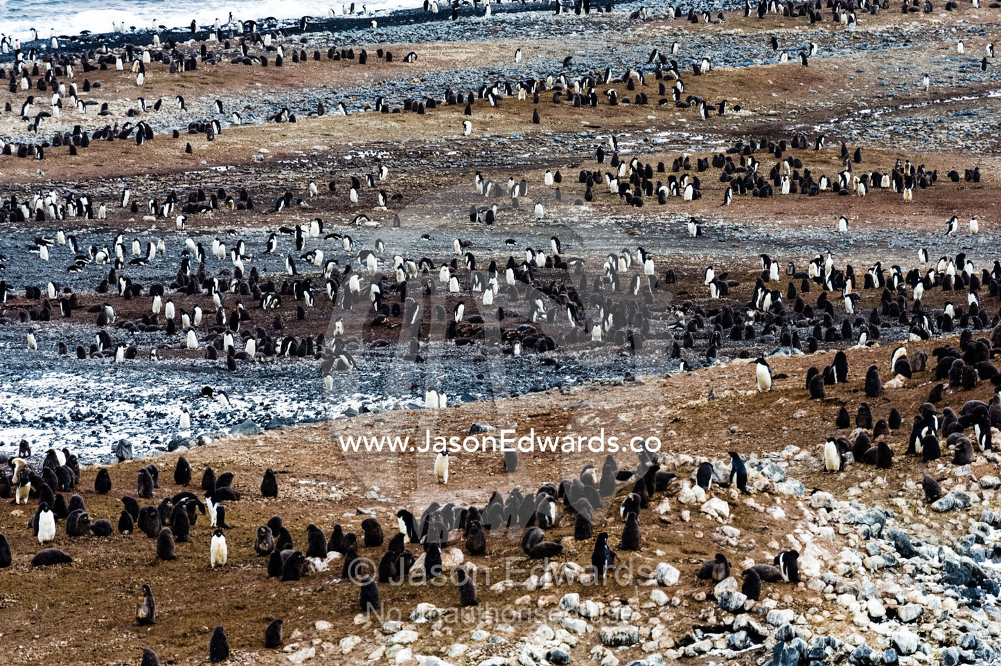 A breeding colony of Adelie Penguins on an island in Antarctica. Caughley Beach, Cape Bird, Ross Island, Antarctica.