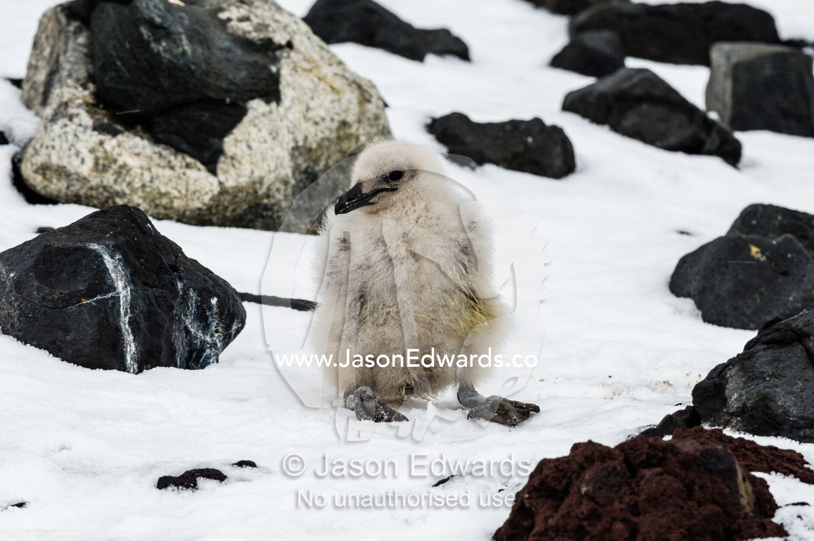 The fluffy down of a South Polar Skua chick resting in the snow. Caughley Beach, Cape Bird, Ross Island, Antarctica.