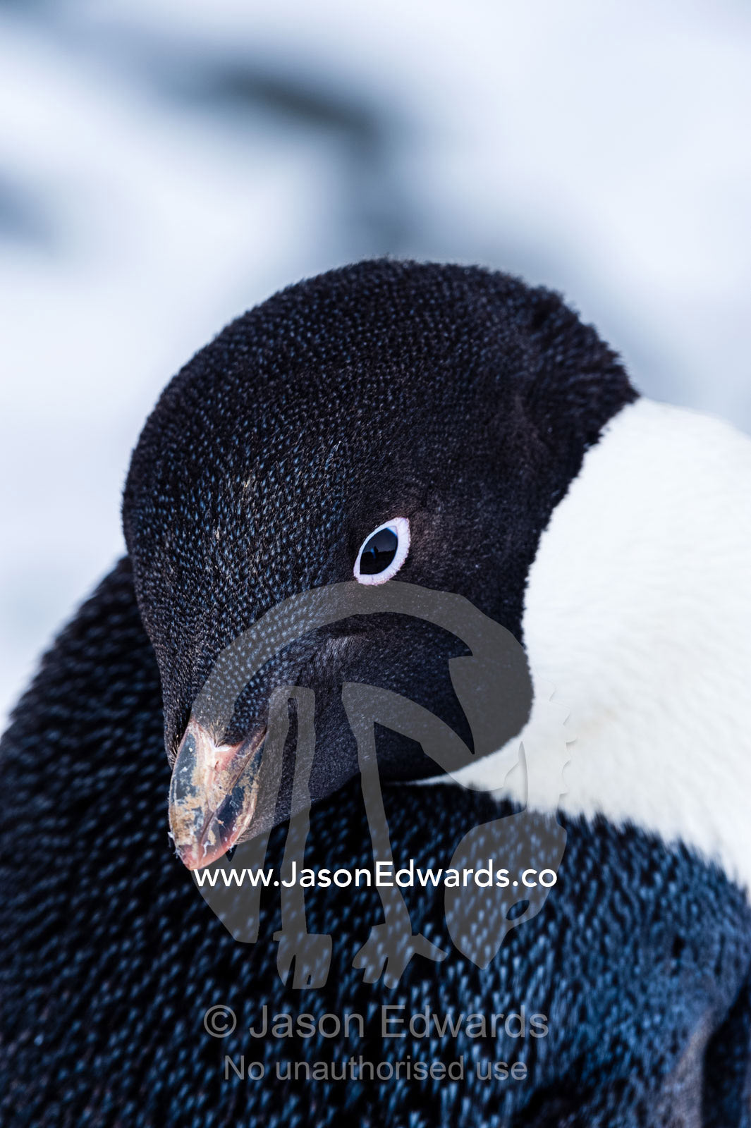 An Adelie Penguin preening it's tuxedo-like feathers to keep them clean and warm. Caughley Beach, Cape Bird, Ross Island, Antarctica.