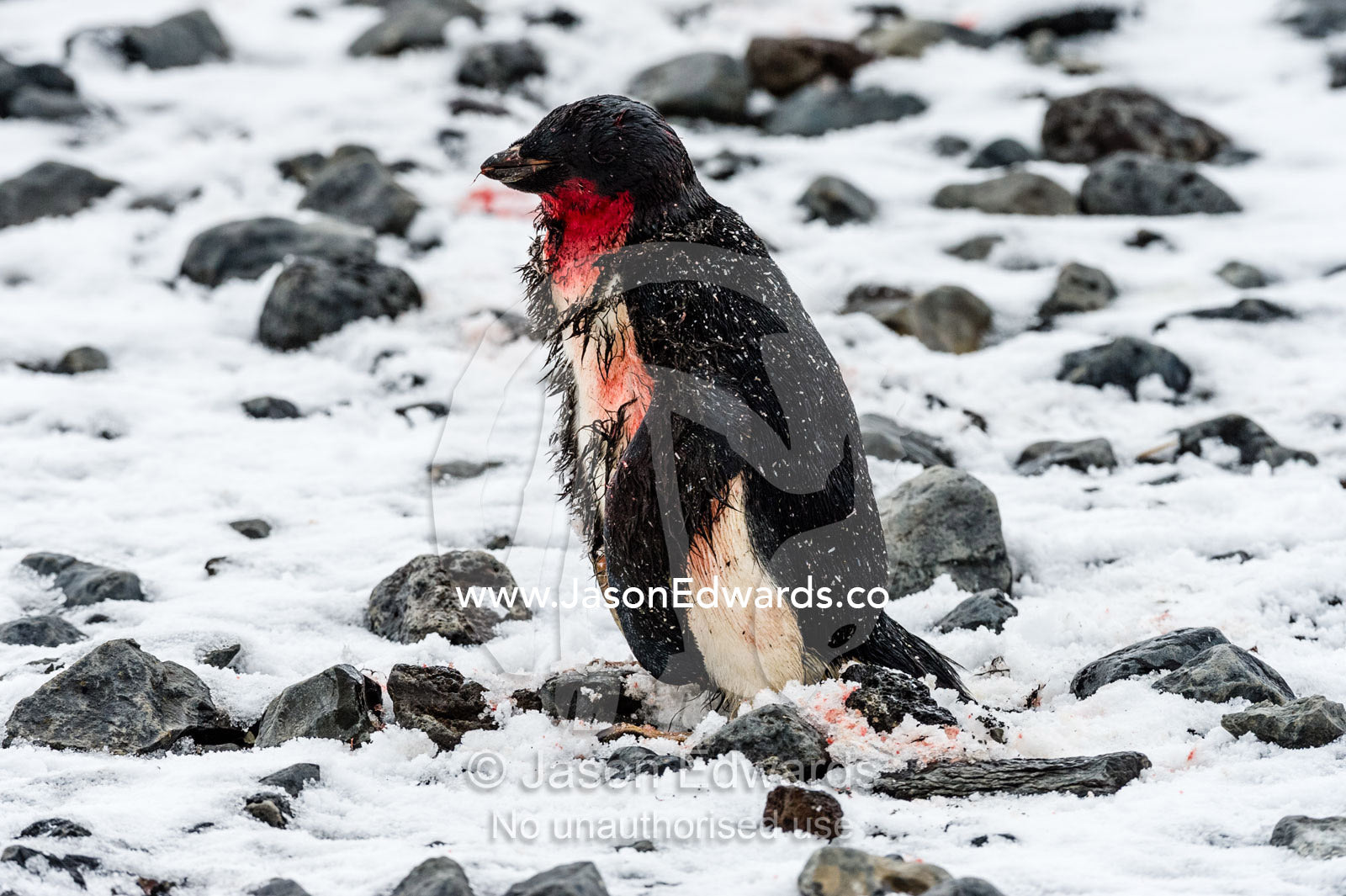 An Adelie Penguin bleeding from injuries it sustained coming ashore through moving ice. Caughley Beach, Cape Bird, Ross Island, Antarctica.