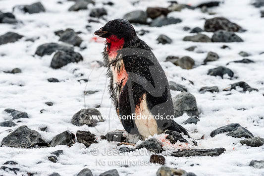 An Adelie Penguin bleeding from injuries it sustained coming ashore through moving ice. Caughley Beach, Cape Bird, Ross Island, Antarctica.