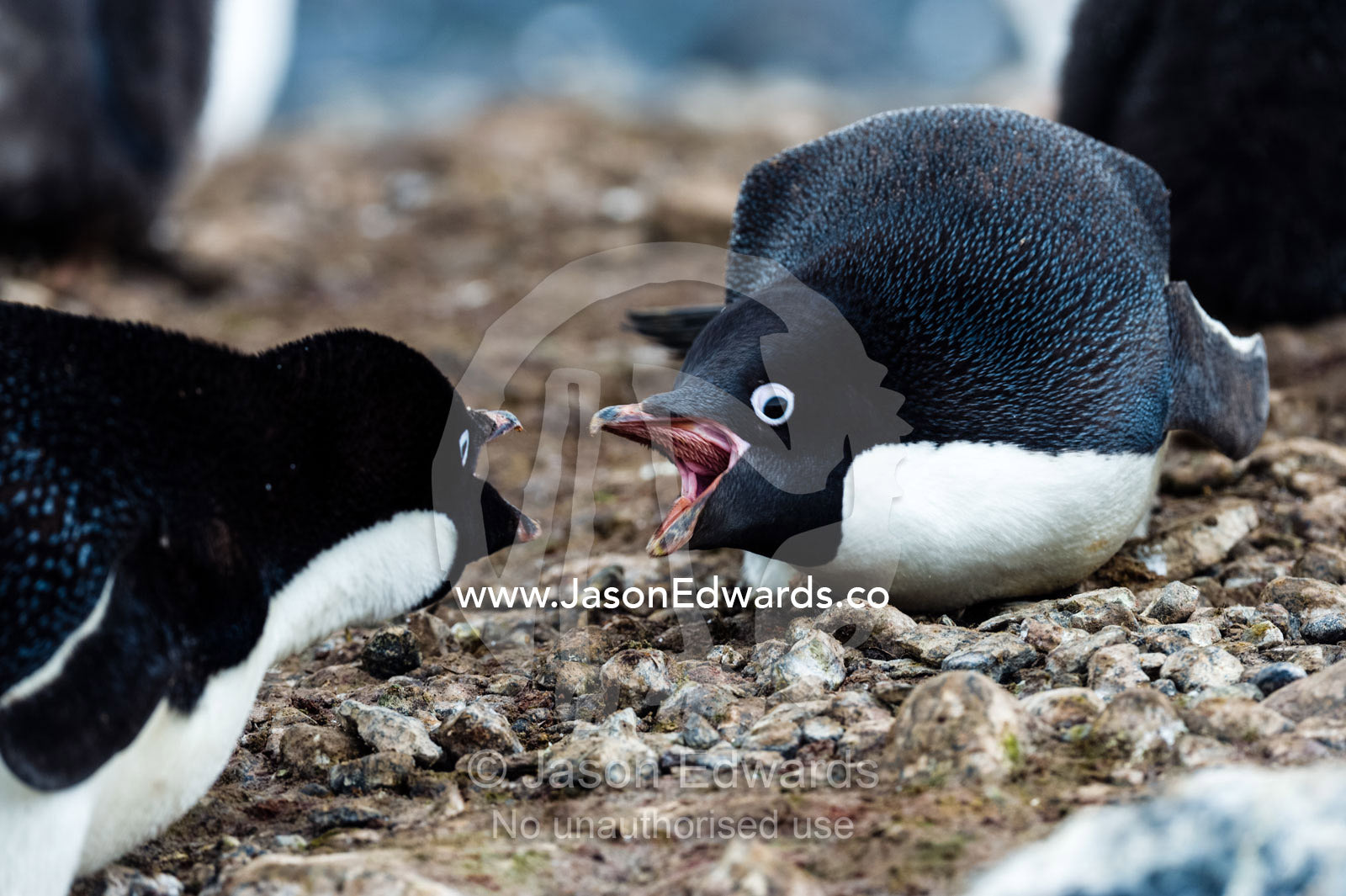 Adelie Penguins fighting over pebbles used to make nest mounds. Caughley Beach, Cape Bird, Ross Island, Antarctica.