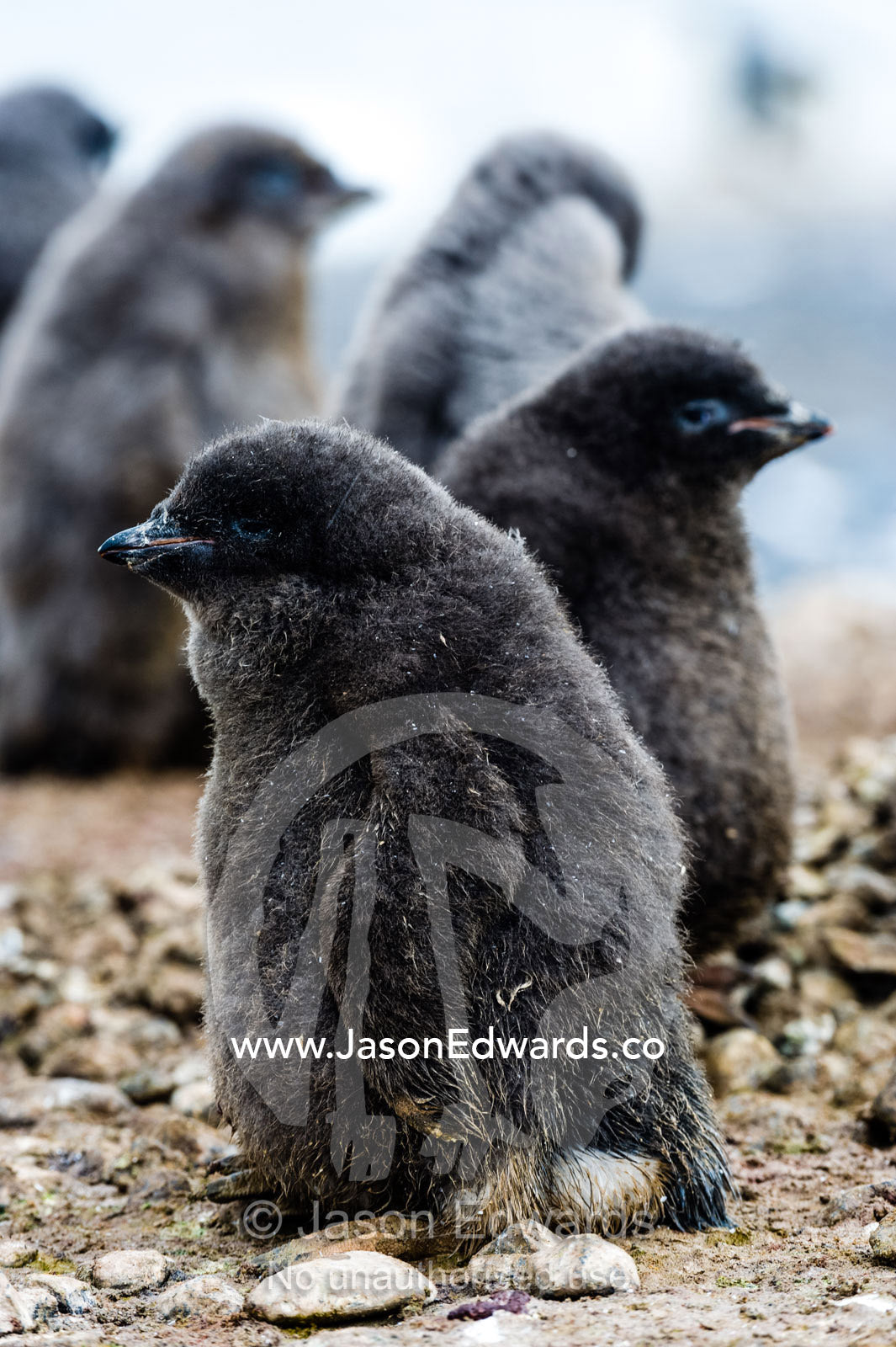 A pair of fluffy Adelie Penguin chicks with thick down in a creche. Caughley Beach, Cape Bird, Ross Island, Antarctica.