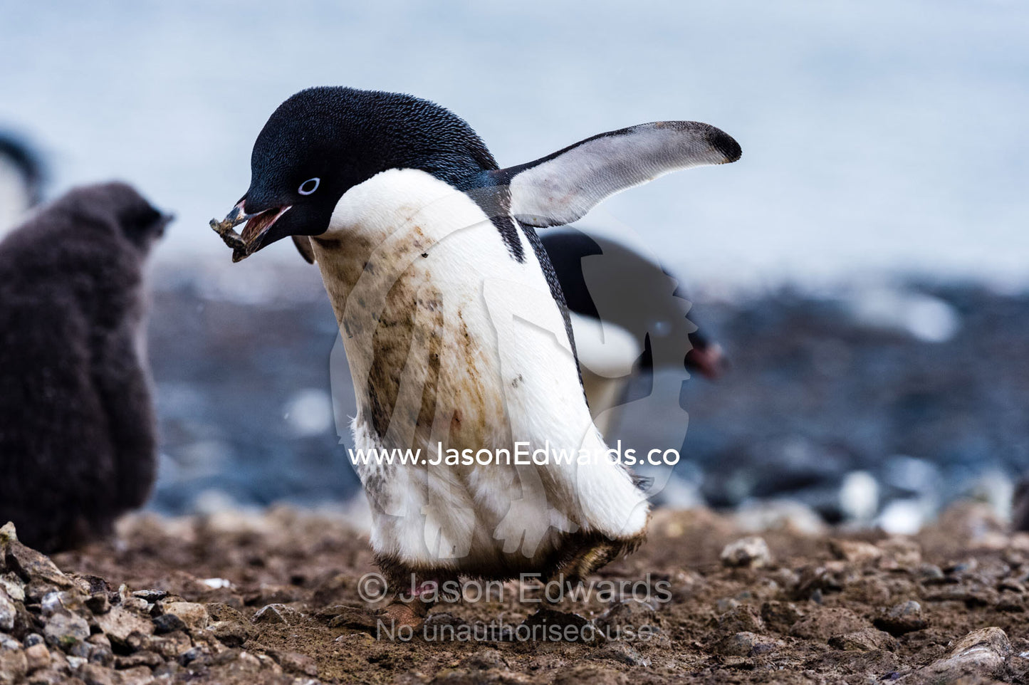 An Adelie Penguin steals a stone from another penguin to make it's nest. Caughley Beach, Cape Bird, Ross Island, Antarctica.