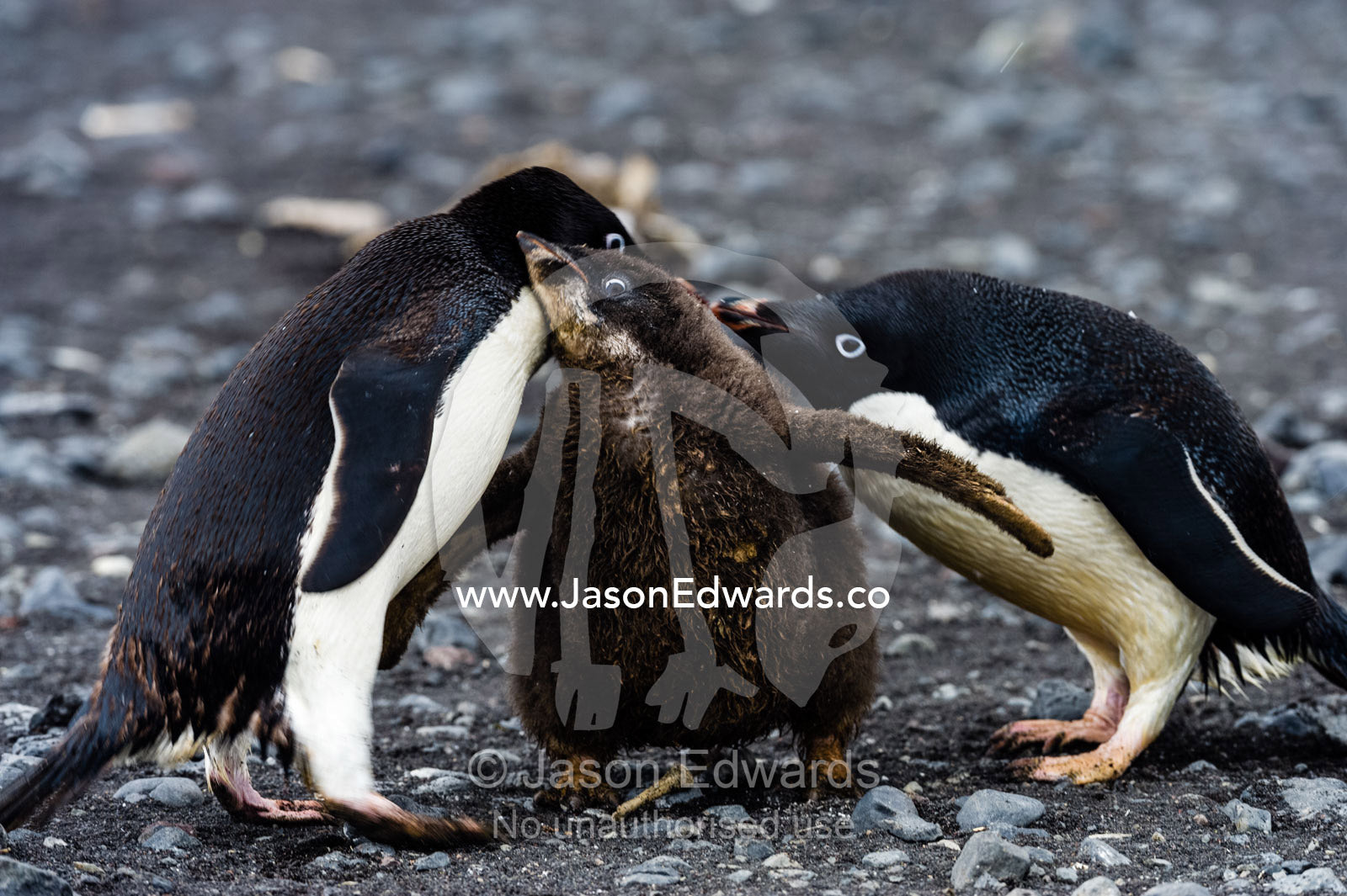 An Adelie Penguin feeding a large fluffy chick by regurgitating food. Caughley Beach, Cape Bird, Ross Island, Antarctica.