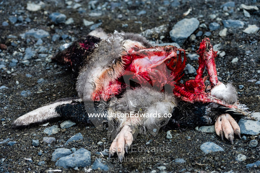 The remains of a dead Adelie Penguin after South Polar Skua have been feeding on the carcass. Caughley Beach, Cape Bird, Ross Island, Antarctica.