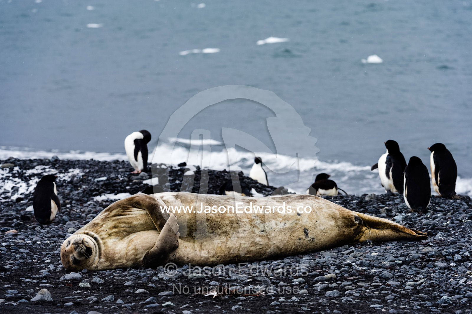 A Weddell Seal sleeping on a black volcanic beach in Antarctica. Caughley Beach, Cape Bird, Ross Island, Antarctica.