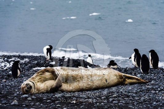 A Weddell Seal sleeping on a black volcanic beach in Antarctica. Caughley Beach, Cape Bird, Ross Island, Antarctica.