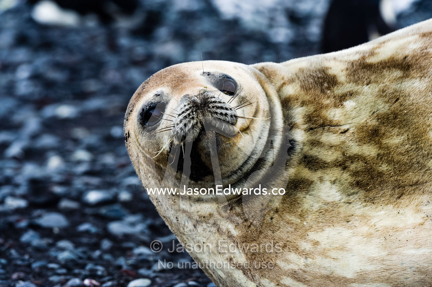 The smiling face of a Weddell Seal resting on a beach in Antarctica. Caughley Beach, Cape Bird, Ross Island, Antarctica.