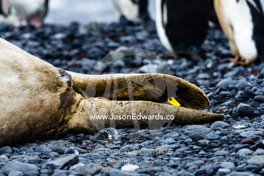 A research tag on the flipper of a Weddell Seal in Antarctica. Caughley Beach, Cape Bird, Ross Island, Antarctica.