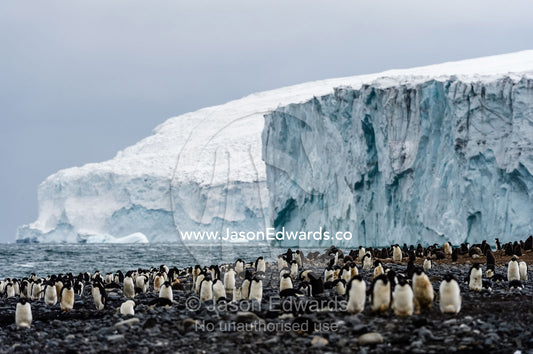 A breeding colony of Adelie Penguins beneath a glacier on an island in Antarctica. Cape Bird Ice Cap, Adelie Glacier, Cape Bird, Ross Island, Antarctica.