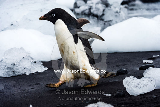 An Adelie Penguin running into the ocean between blocks of ice. Cape Bird Ice Cap, Adelie Glacier, Cape Bird, Ross Island, Antarctica.