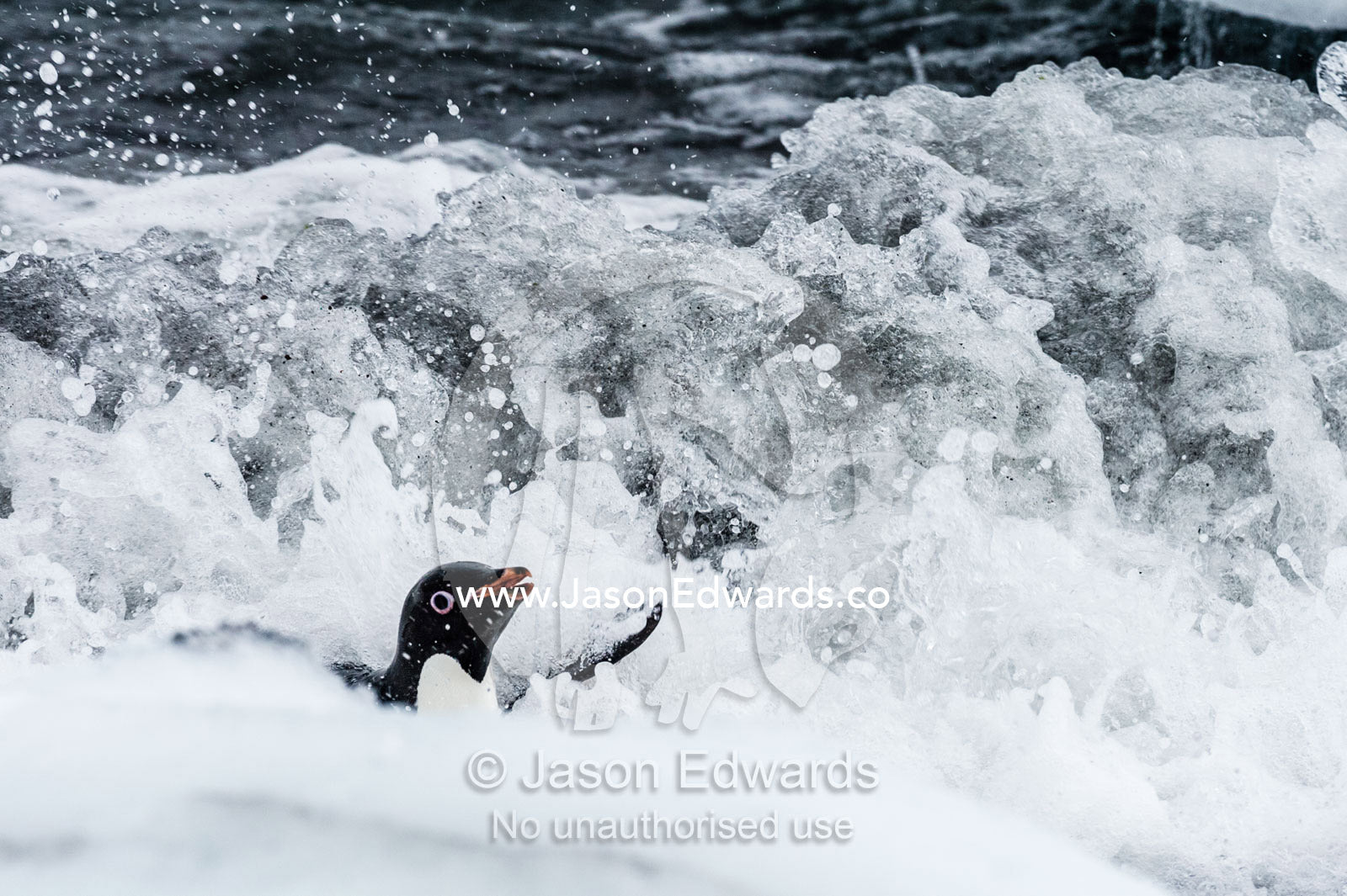 An Adelie Penguin surfs a wave into the shore after feeding at sea. Caughley Beach, Cape Bird, Ross Island, Antarctica.